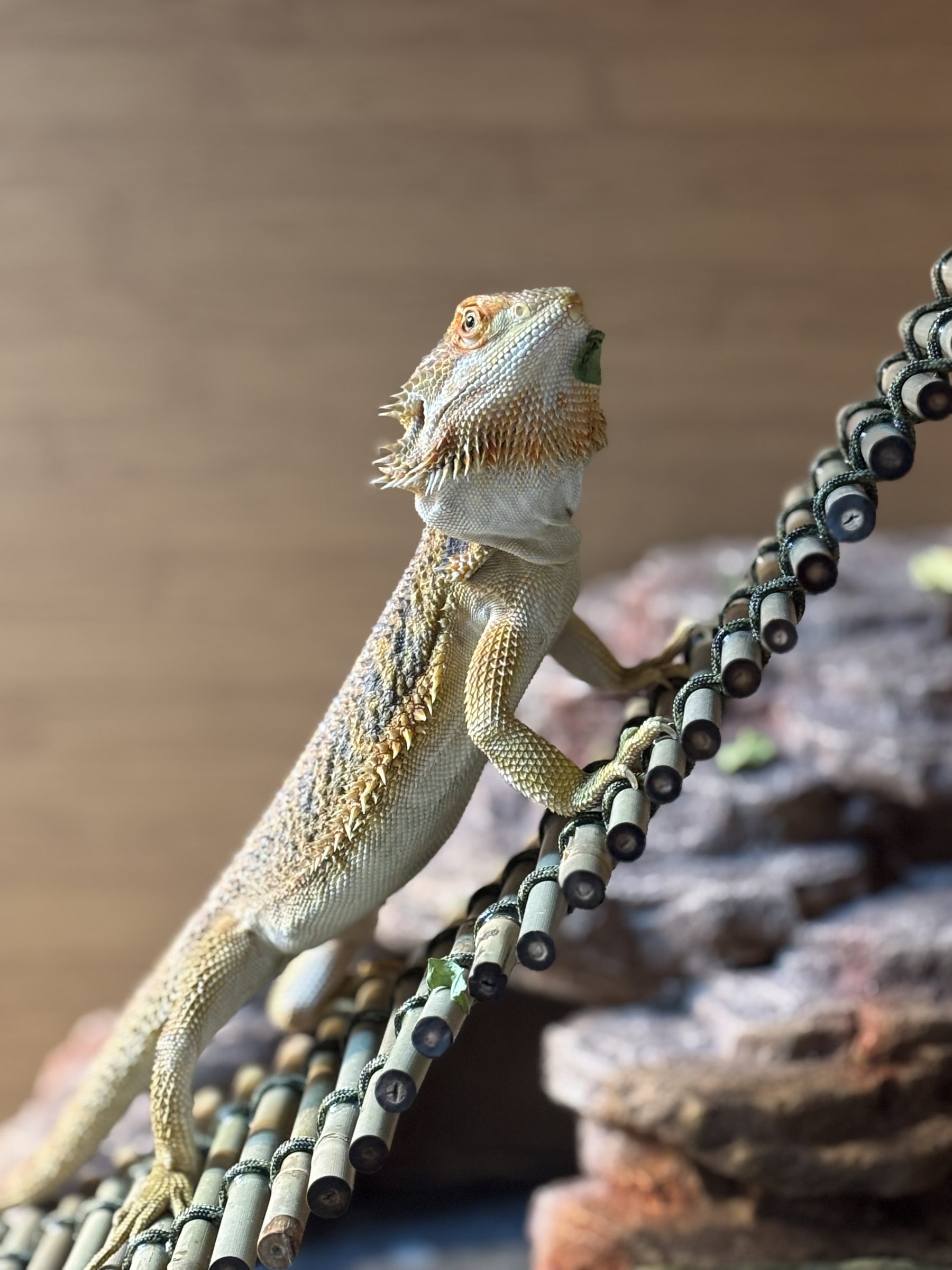 Greg’s bearded dragon climbing a rope bridge