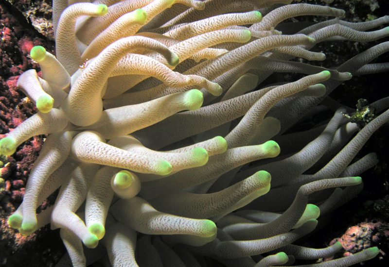 Underwater photo 1