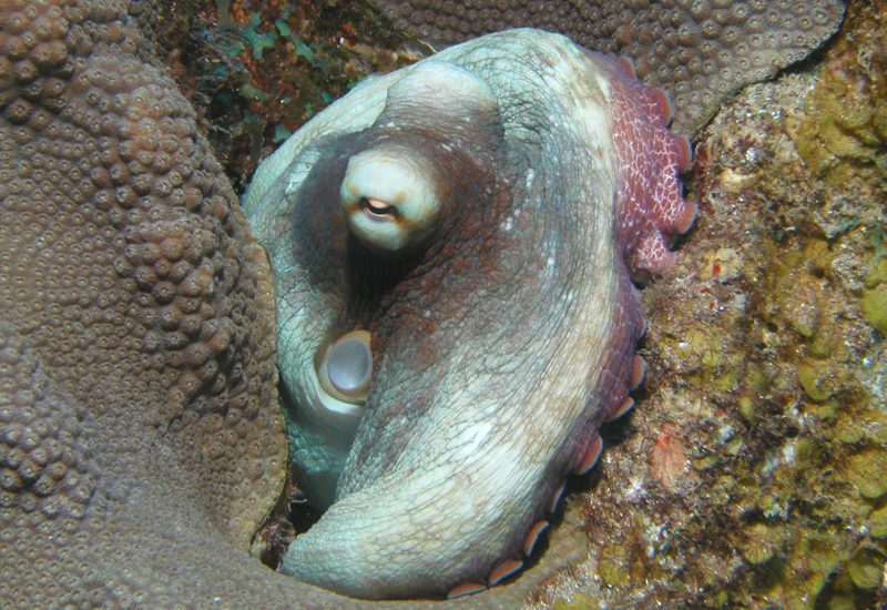 Underwater photo 2