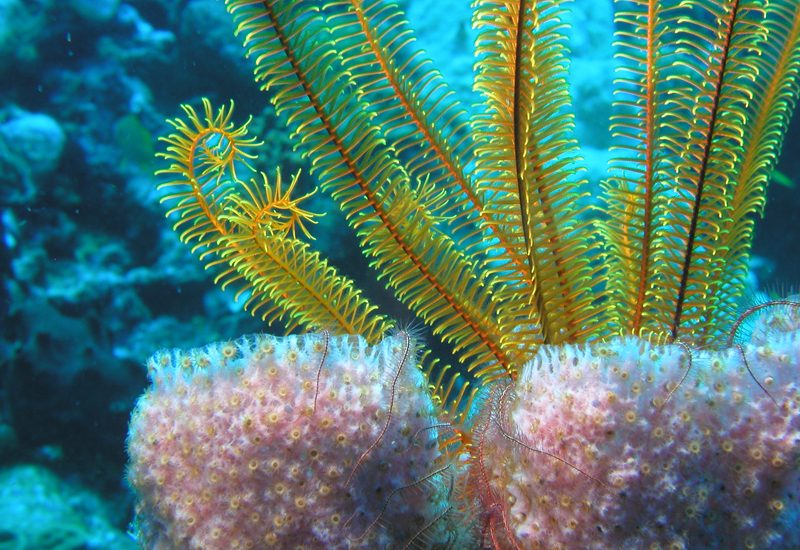 Underwater photo 3