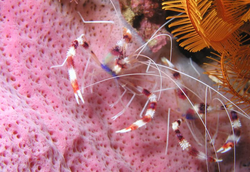 Underwater photo 4