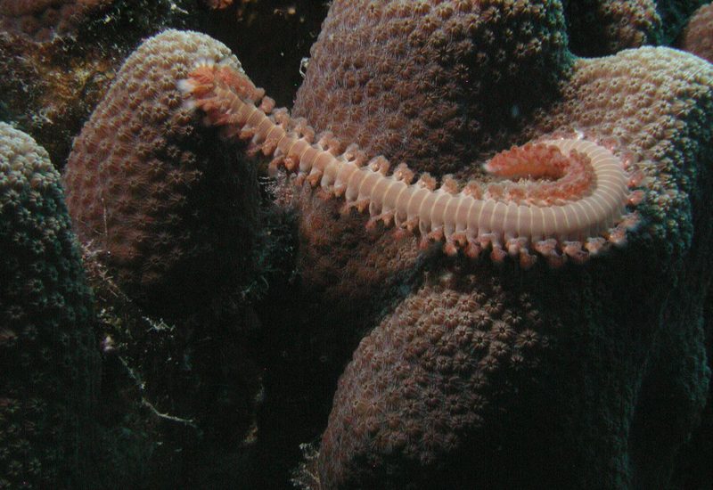 Underwater photo 5