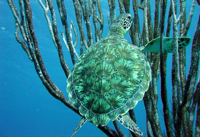 Underwater photo 7