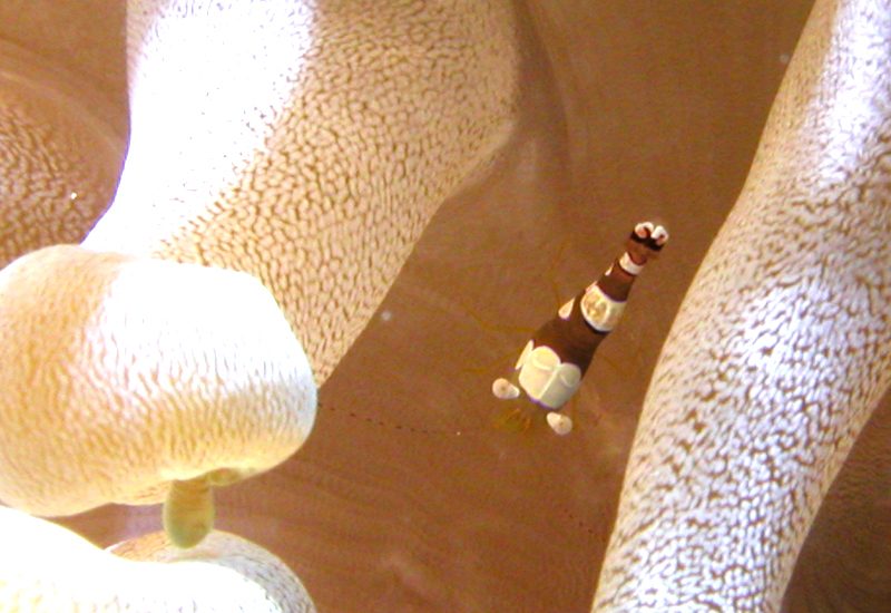Underwater photo 8