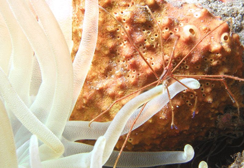 Underwater photo 9
