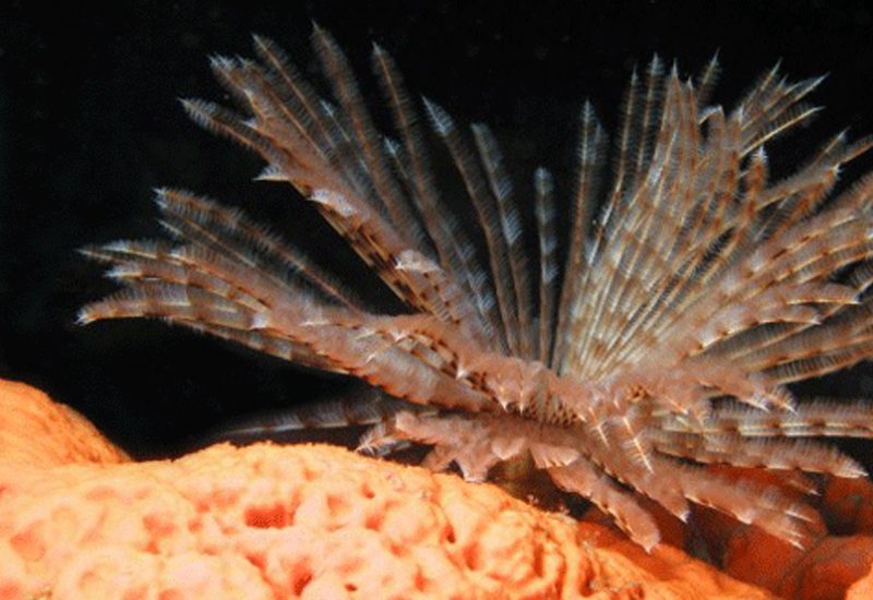 Underwater photo 10