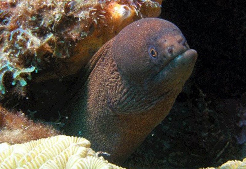 Underwater photo 11