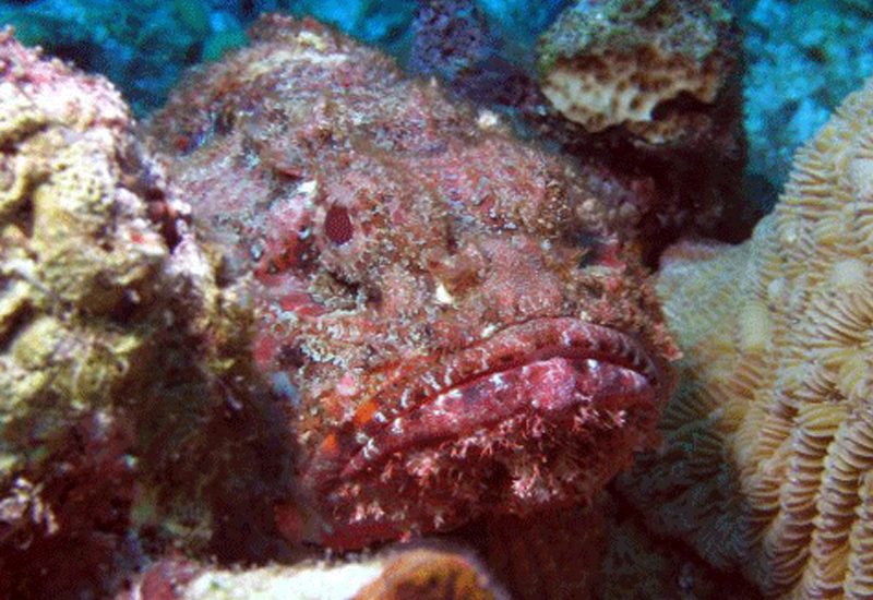Underwater photo 12