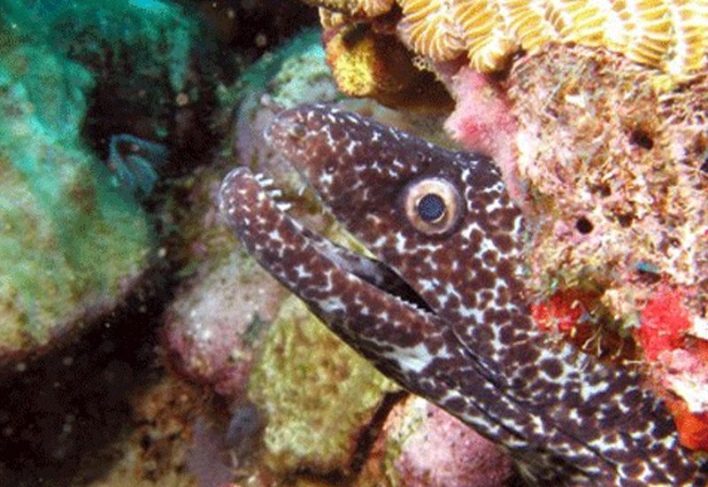 Underwater photo 13